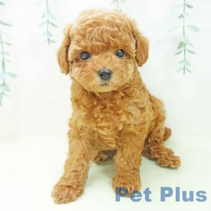 愛知県のトイプードル(トイ) (ペットプラス 岡崎店/2026年3月10日生まれ/女の子/レッド)の子犬の2枚目の画像