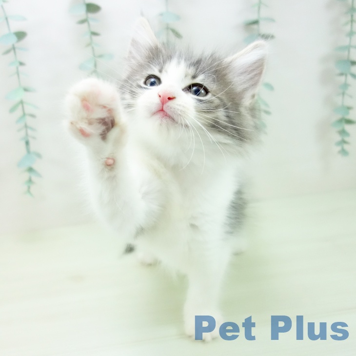 ノルウェージャンフォレストキャットの写真2