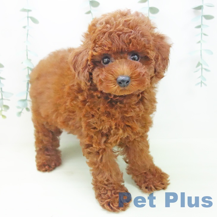石川県のトイプードル(トイ) (ペットプラス 白山店/2026年3月15日生まれ/女の子/レッド)の子犬の1枚目の画像