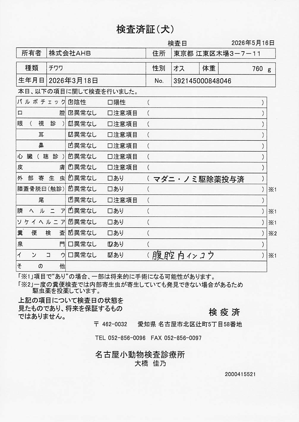 チワワ