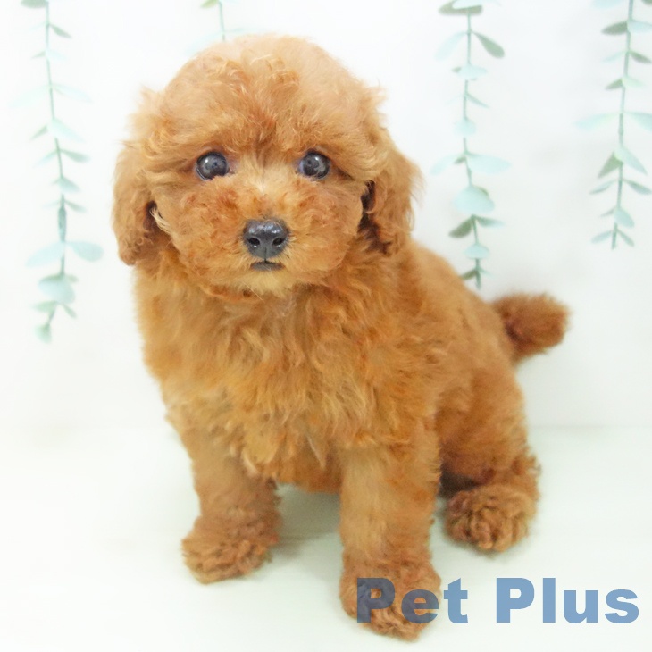 トイ・プードル