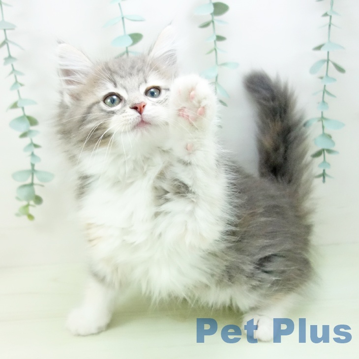ノルウェージャンフォレストキャット