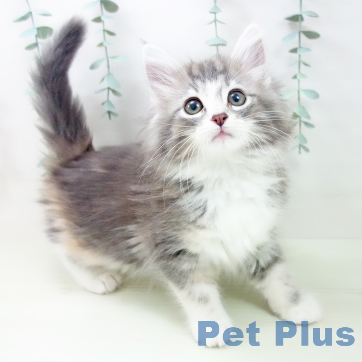 ノルウェージャンフォレストキャット