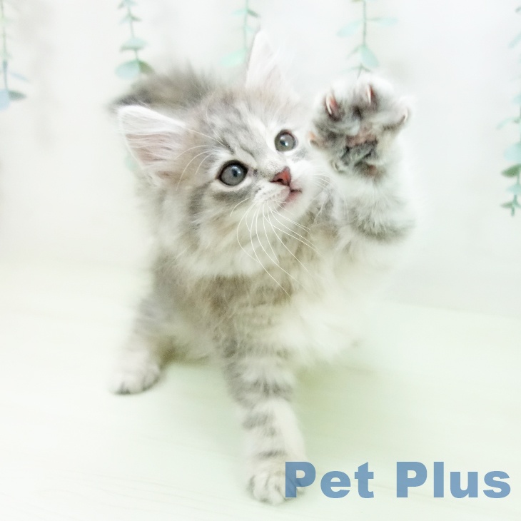 ノルウェージャンフォレストキャット