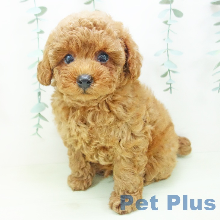 岐阜県のトイプードル(トイ) (ペットプラス 各務原店/2026年3月20日生まれ/男の子/レッド)の子犬の2枚目の画像