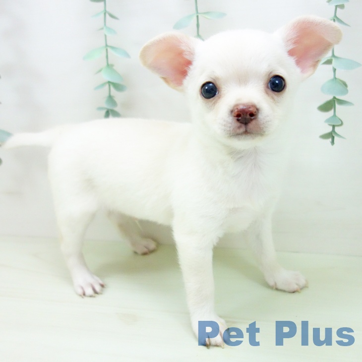 三重県のチワワ(ロング) (ペットプラス 東員店/2026年3月23日生まれ/男の子/クリーム)の子犬