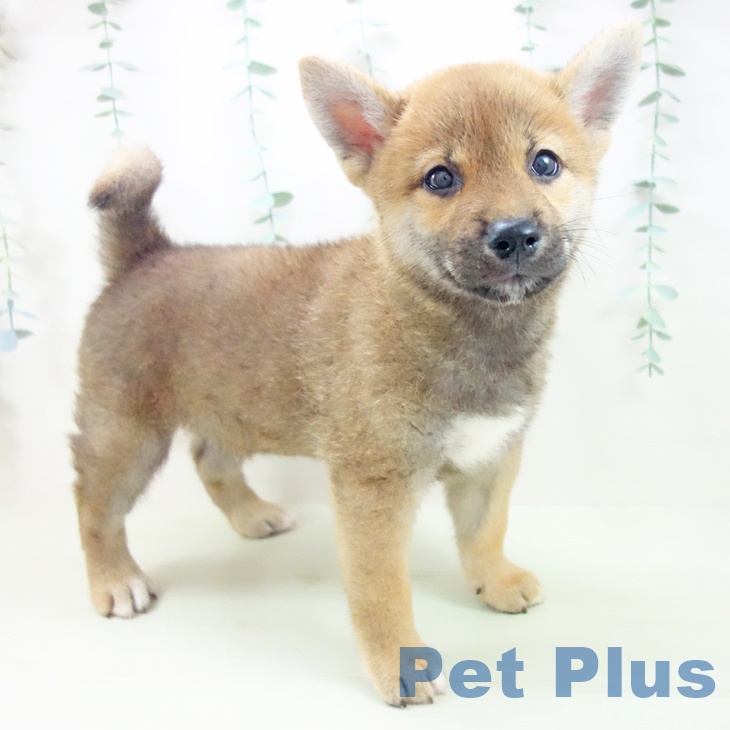 愛知県の柴犬(標準サイズ) (ペットプラス イオンモール豊川店/2026年3月22日生まれ/男の子/赤)の子犬