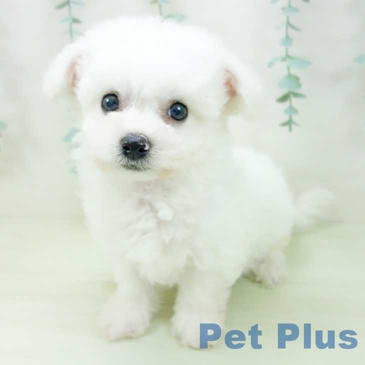 埼玉県のビションフリーゼ (ペットプラス 羽生店/2026年3月24日生まれ/男の子/ホワイト)の子犬
