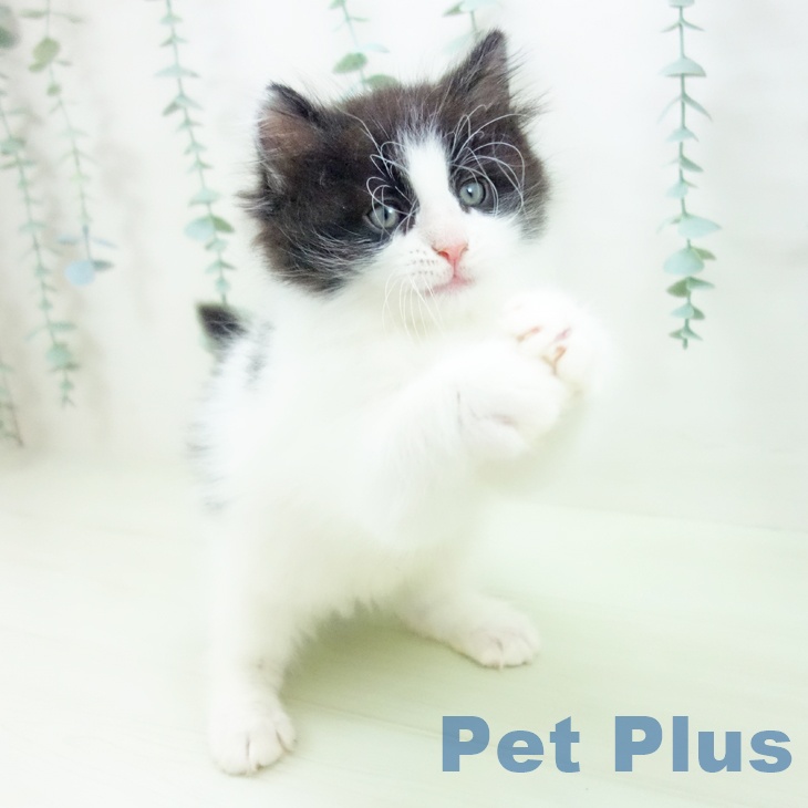 ノルウェージャンフォレストキャットの写真2