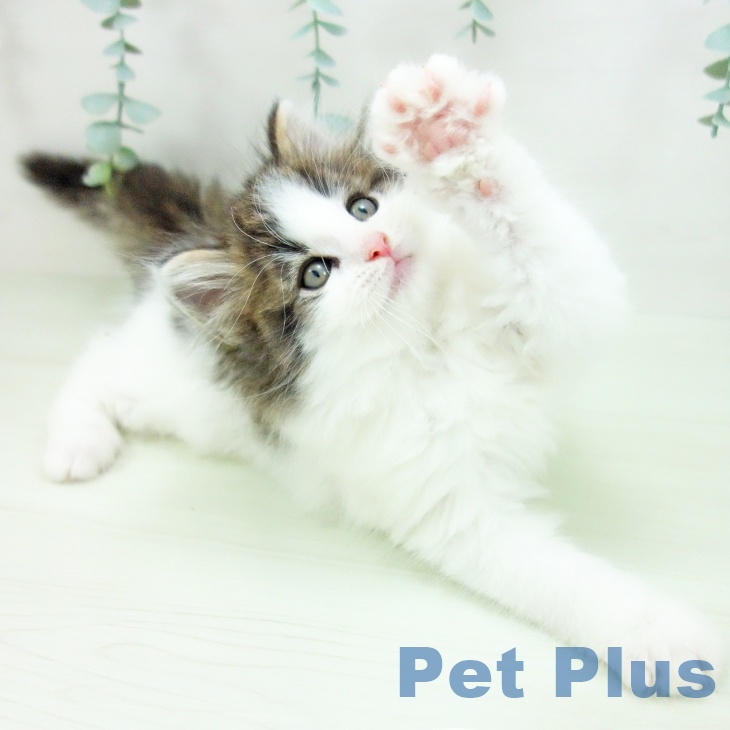 ノルウェージャンフォレストキャットの写真2