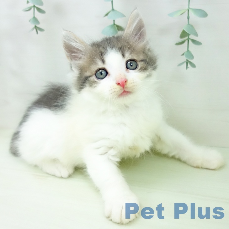ノルウェージャンフォレストキャット