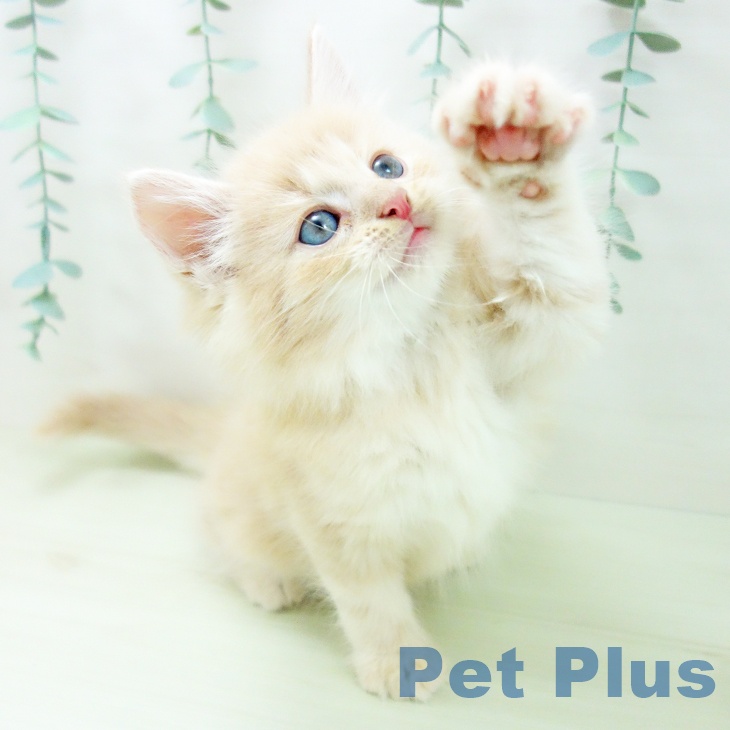 ノルウェージャンフォレストキャット