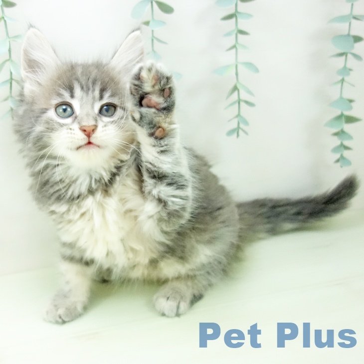 ノルウェージャンフォレストキャットの写真2