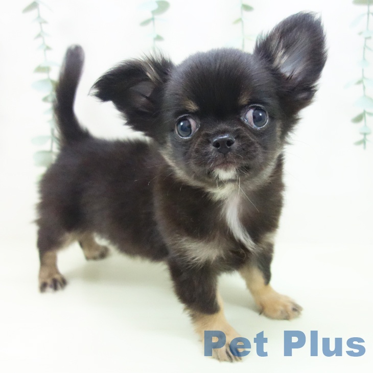 チワワ
