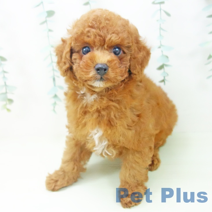 埼玉県のトイプードル(トイ) (ペットプラス 八潮店/2026年3月27日生まれ/男の子/レッド)の子犬の1枚目の画像