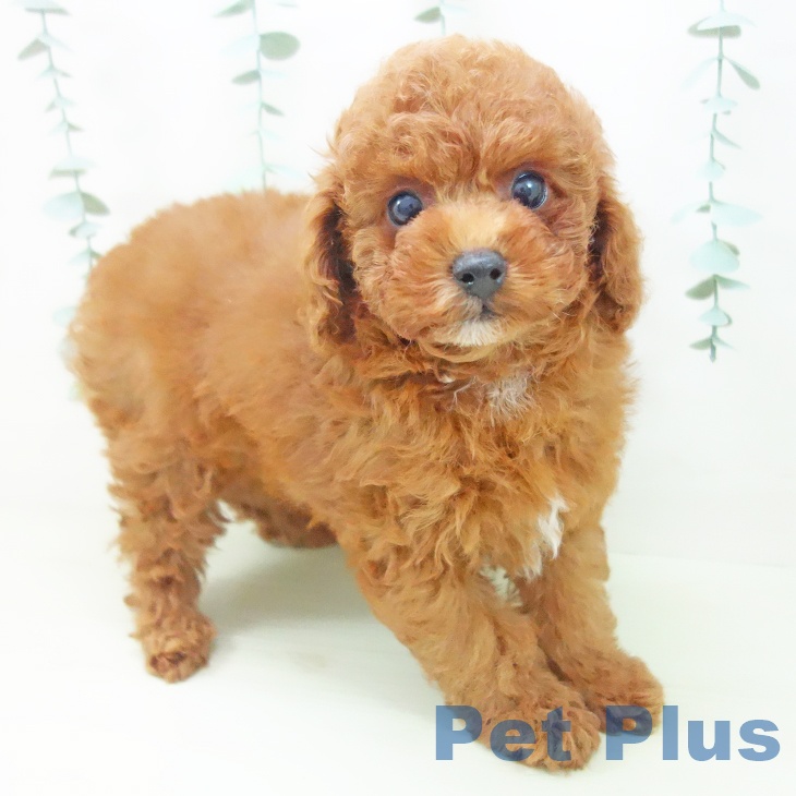 埼玉県のトイプードル(トイ) (ペットプラス 八潮店/2026年3月27日生まれ/男の子/レッド)の子犬の2枚目の画像