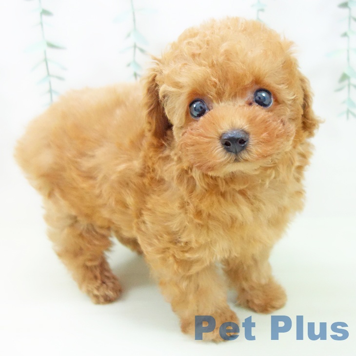 トイ・プードル
