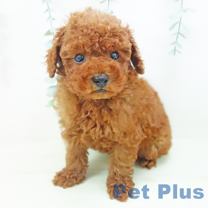 宮城県のトイプードル(トイ) (ペットプラス 仙台上杉店/2026年3月20日生まれ/男の子/レッド)の子犬