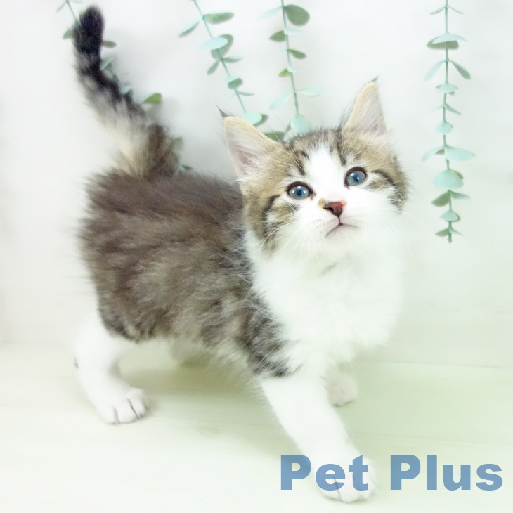 ノルウェージャンフォレストキャットの写真2