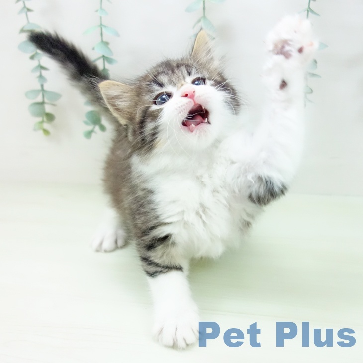 ノルウェージャンフォレストキャットの写真2