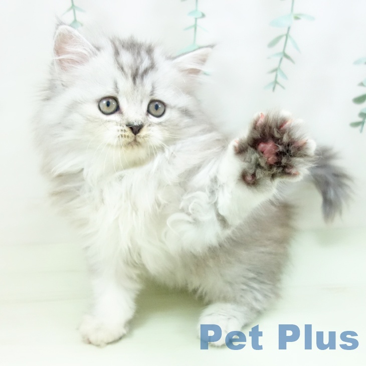 ペルシャ