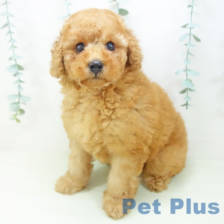 愛知県のトイプードル(トイ) (ペットプラス 熱田店/2026年3月29日生まれ/男の子/レッド)の子犬の1枚目の画像