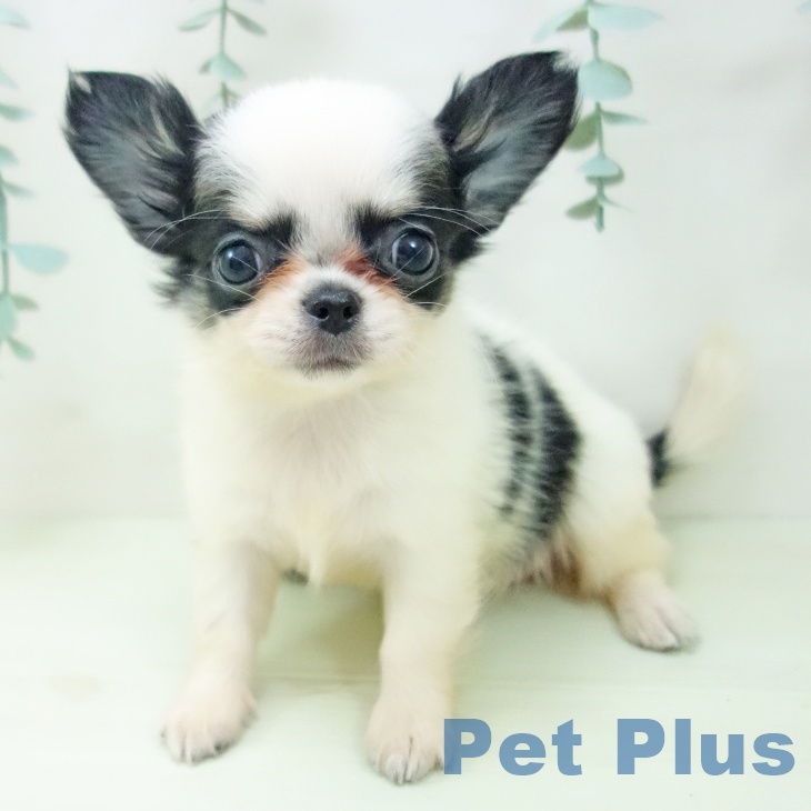 チワワ