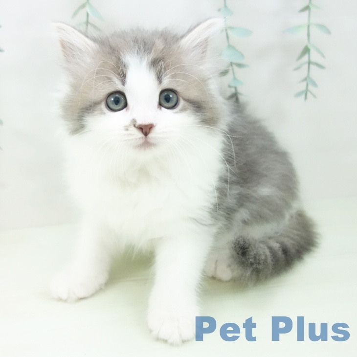 猫 ペットプラス 香椎浜店 | ノルウェージャンフォレストキャットの詳細