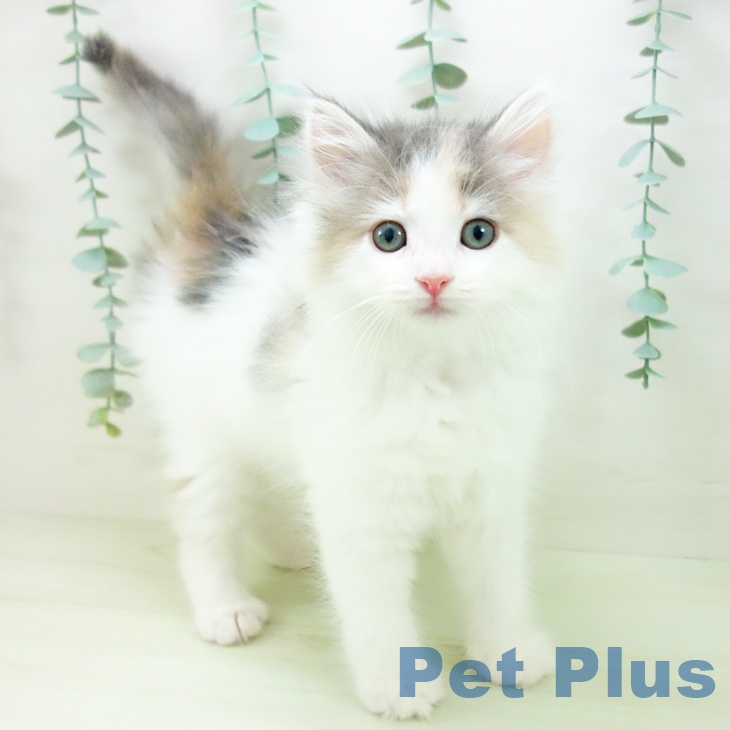 ノルウェージャンフォレストキャット