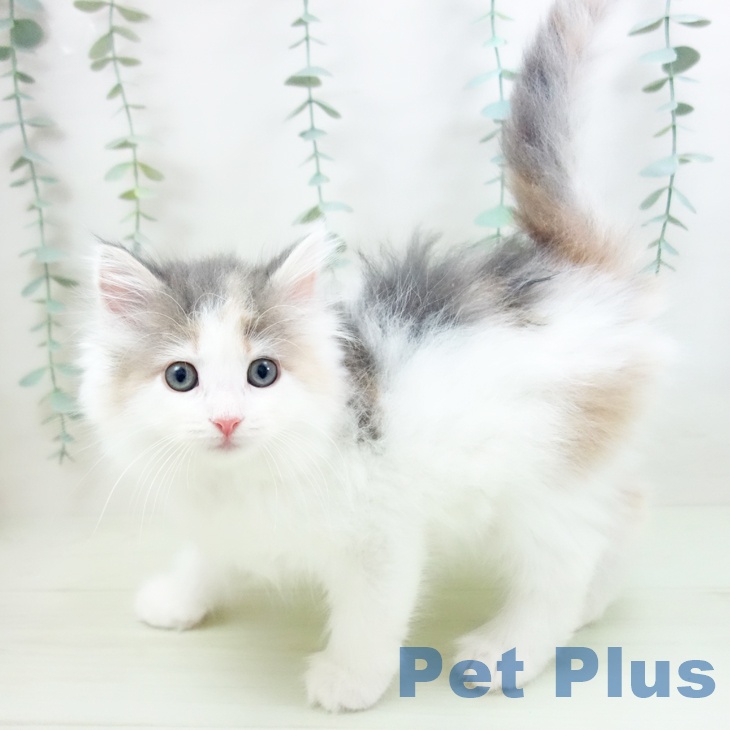 ノルウェージャンフォレストキャットの写真2