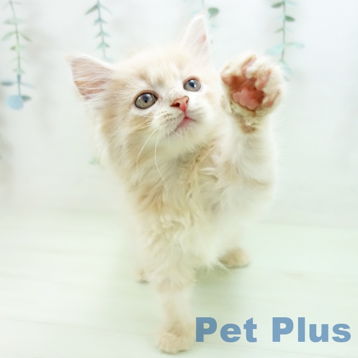 ノルウェージャンフォレストキャットの写真2
