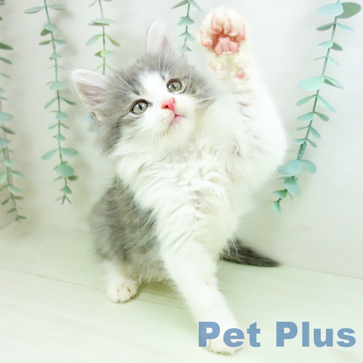 ノルウェージャンフォレストキャット