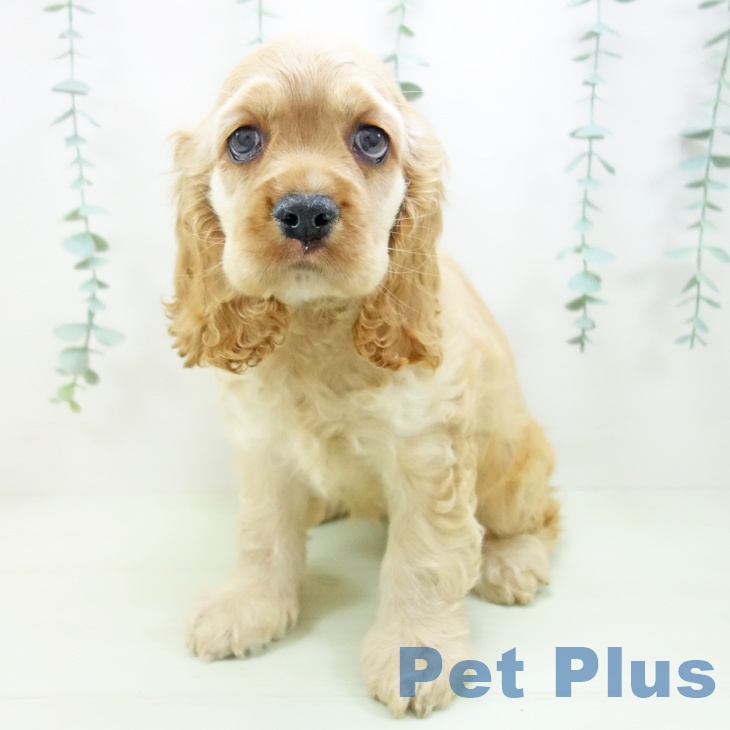 千葉県のアメリカンコッカースパニエル (ペットプラス 幕張新都心店/2026年4月1日生まれ/女の子/バフ)の子犬の2枚目の画像