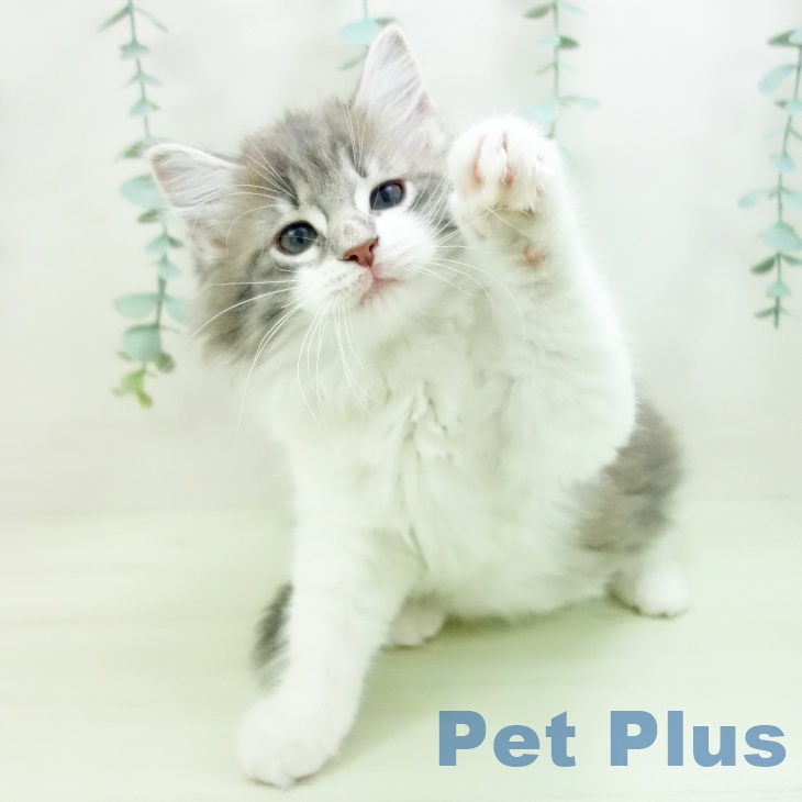ノルウェージャンフォレストキャットの写真2