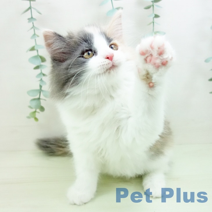 ノルウェージャンフォレストキャットの写真2