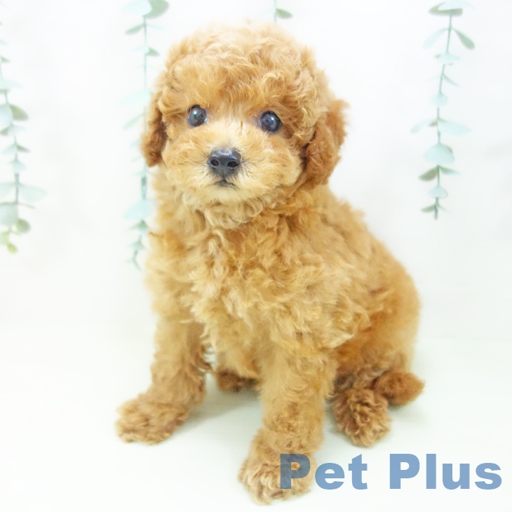 石川県のトイプードル(トイ) (ペットプラス 白山店/2026年4月4日生まれ/男の子/レッド)の子犬