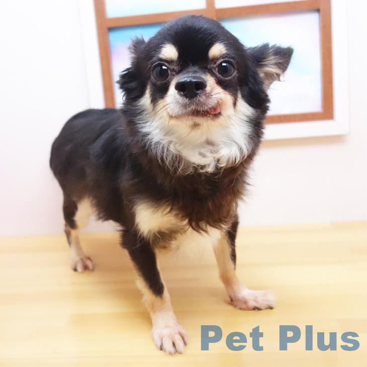 チワワの詳細情報 | PetPlus パートナードッグ&キャット