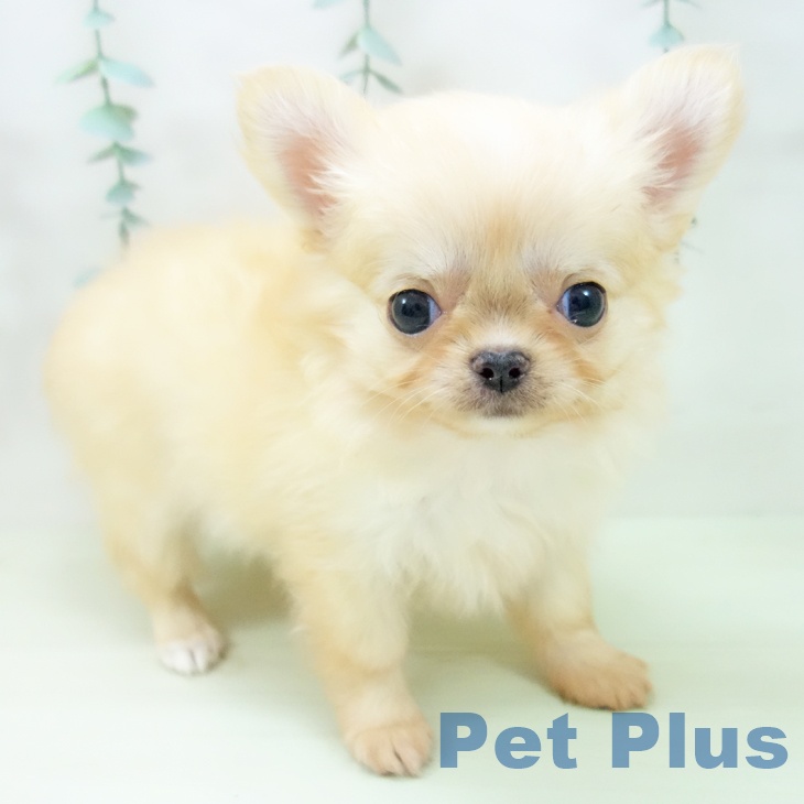 チワワ