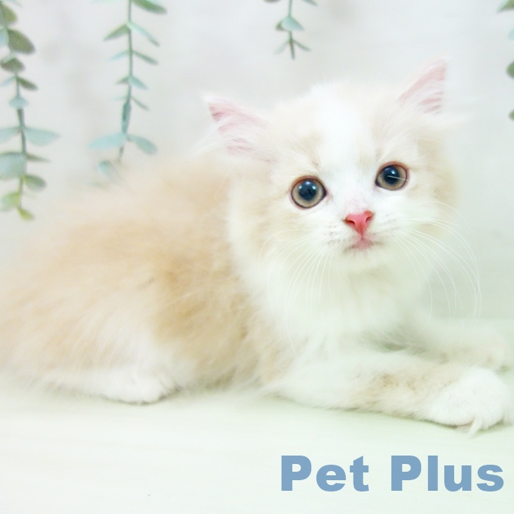 岐阜県のラガマフィン (ペットプラス 各務原店/2026年4月2日生まれ/女の子/クリームタビーホワイト)の子猫の2枚目の画像