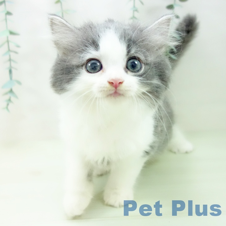 愛知県のラガマフィン (ペットプラス 三好店/2026年4月9日生まれ/男の子/ブルータビーホワイト)の子猫の1枚目の画像