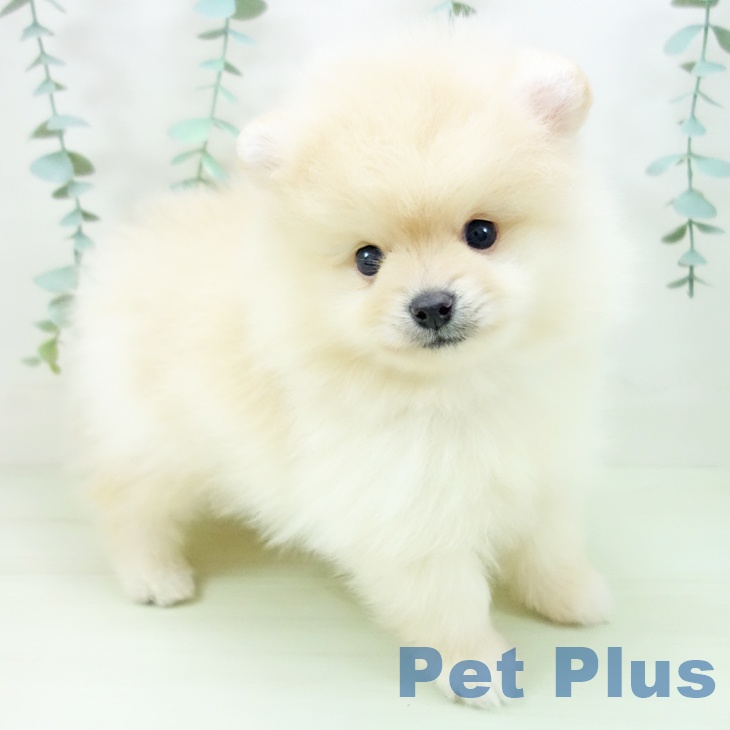 愛知県のポメラニアン (ペットプラス 名古屋茶屋店/2026年4月11日生まれ/男の子/クリーム)の子犬の1枚目の画像
