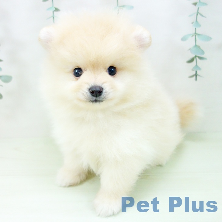 愛知県のポメラニアン (ペットプラス 名古屋茶屋店/2026年4月11日生まれ/男の子/クリーム)の子犬の2枚目の画像
