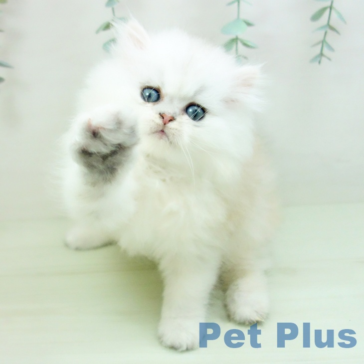 ペルシャ
