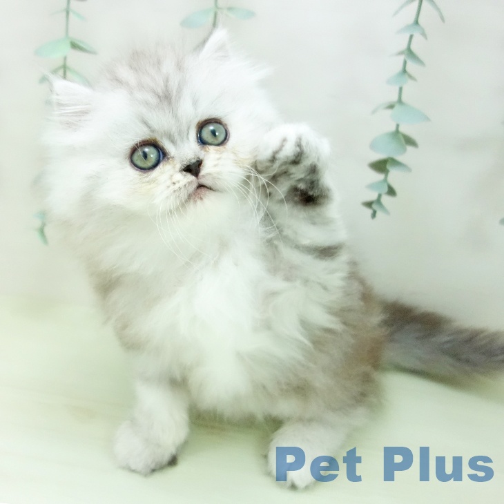 ペルシャ