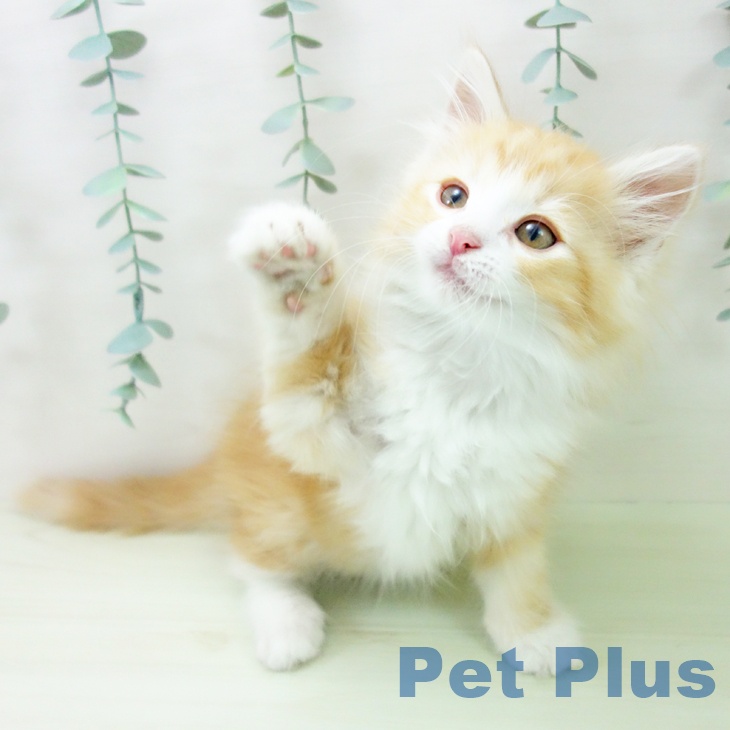 ノルウェージャンフォレストキャット