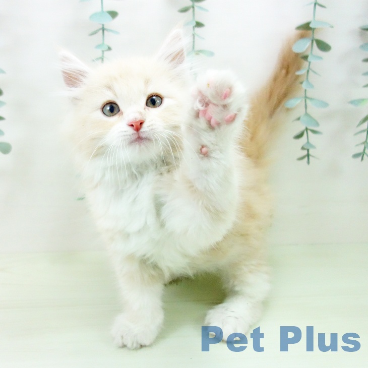 ノルウェージャンフォレストキャットの写真2