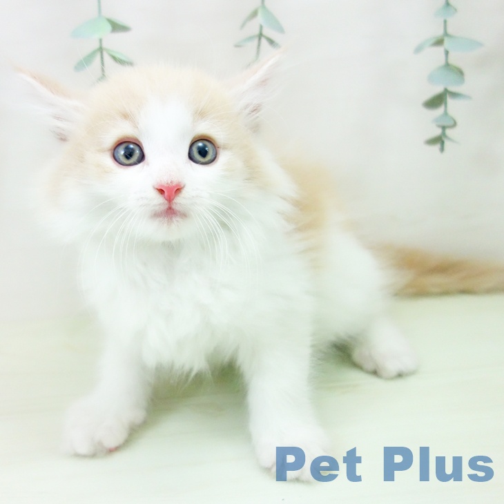 ノルウェージャンフォレストキャット