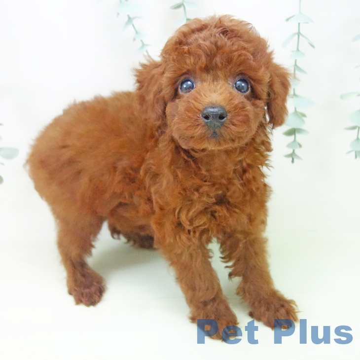 三重県のトイプードル(トイ) (ペットプラス 津南店/2026年4月11日生まれ/男の子/レッド)の子犬
