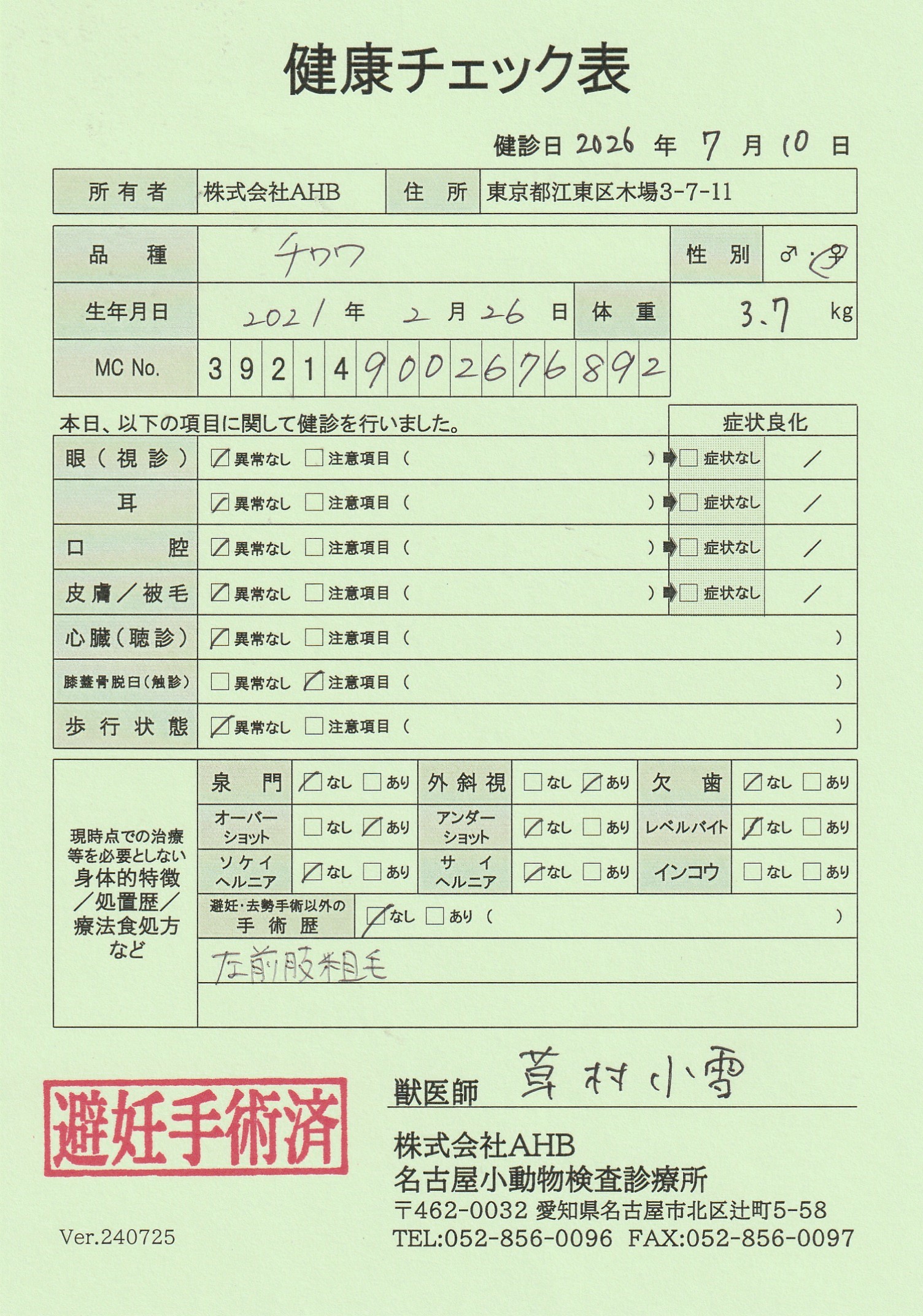 チワワ