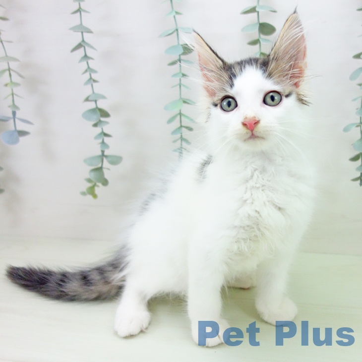 ノルウェージャンフォレストキャット